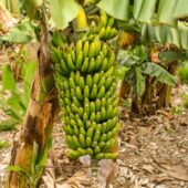 Asexual propagation methods are the primary means for banana production