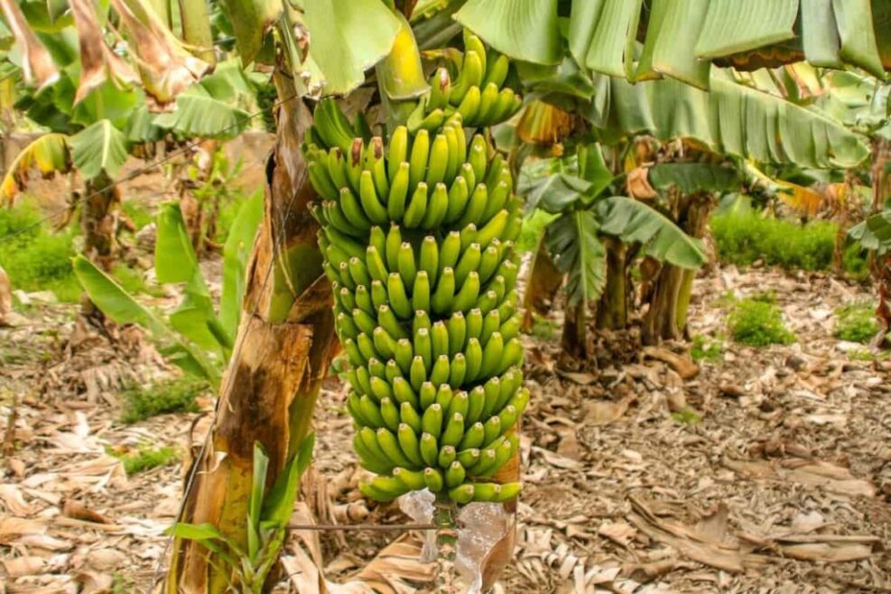 Asexual propagation methods are the primary means for banana production