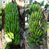 In vitro banana plantlets measuring about 5 cm in height