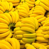 In Vitro Growth Responses of Ornamental Bananas