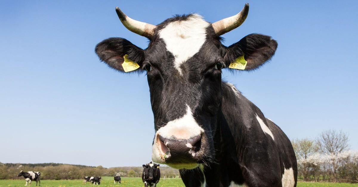 Cow